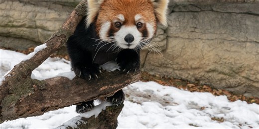 Employee injured by startled animal at Cincinnati Zoo