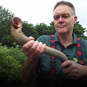 20M views · 39K reactions | It is called the vampire sea eel. It can...