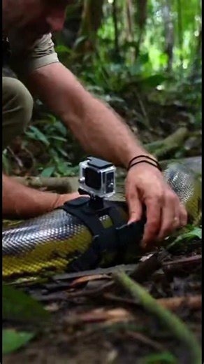 Snake's Journey Through the Jungle See the world from a snake's perspective in this amazing video! #fblifestyle #AI Generated using Kling AI . . . (For entertainment purposes only. Consult professionals if guidance on activities is presented. No brand affiliation is implied if any are shown. If inspired by true events, creative adaptations may be included. Content may include public footage.) | La vita è bella
