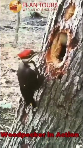 Woodpecker in Action – Pecking Through Nature