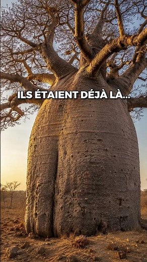 Avenue of the Baobabs: the most incredible road in Madagascar 🌳