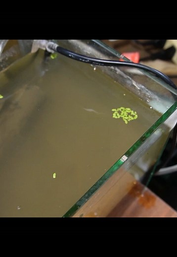 カブトエビの本格飼育方法と自然体験