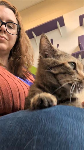 6.9K views · 222 reactions | Craving a lap cat in your life? Look no...