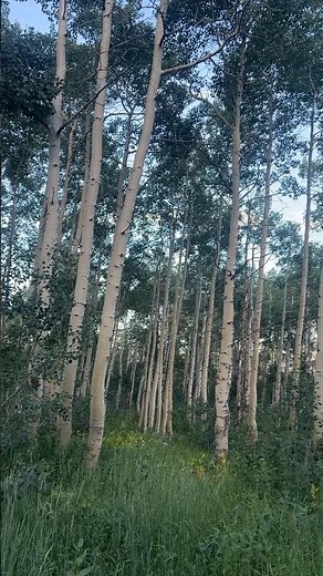 Aspen Populus Tremuloides