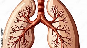 Understanding the structure of human lungs and their role in respiration and oxygen exchange Stock Video