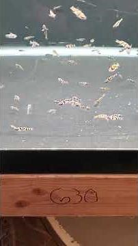 True FRESHWATER Bumblebee Gobies\nCheck 'em out here: https://dansfish.com/product.detail/2861/Goby%2