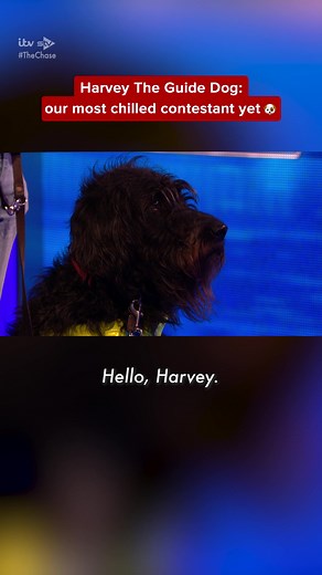 Meet Harvey, the Adorable Guide Dog from The Chase!