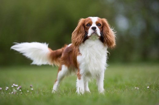 Top 20 Elegant Dog Breeds (With Pictures) | Hepper Pet Resources