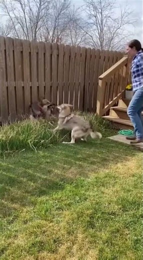 Dog vs Wild Coyote – Real-Life Backyard Hero Moment!