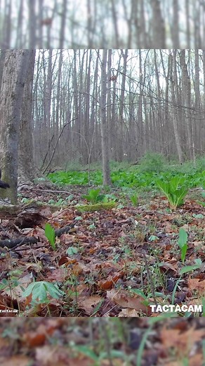 129K views · 2.2K reactions | Amazing close-up footage of strutter captured with TACTACAM.旅 via Rack Daddies #shareyourhunt #turkeyhunting #gobblegobble | Tactacam | Facebook