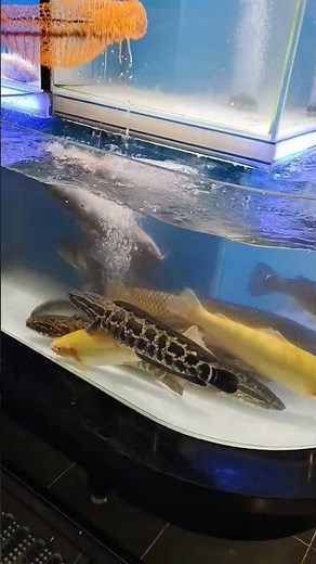 Colorful Fish Swimming in Second Pond | Relaxing Fish Video in Clear Water