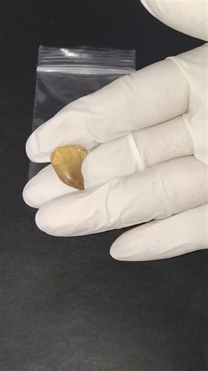 モササウルスの歯の化石