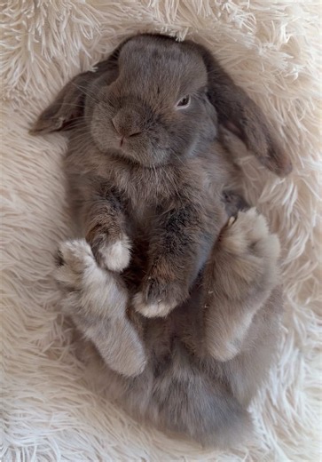 Adorable Bunny Rufus Lounging on Pillow