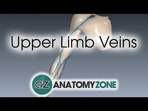 Unaczynienie żylne kończyny górnej • Film • MEDtube.pl