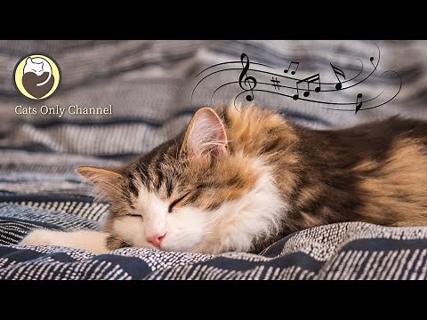 Relaxing Music for Cats - Peaceful Piano & Cat Purring, Deep Sleep Music, Stress Relief
