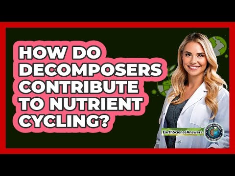 How Do Decomposers Contribute To Nutrient Cycling?