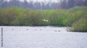 Western great egret flying low above lake water with shoveler birds.