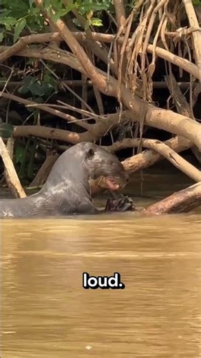 The River Wolf of the Amazon