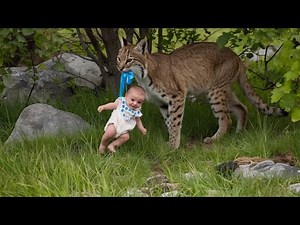 Bobcat refuses to let baby go, Ranger bursts into tears when he discovers why