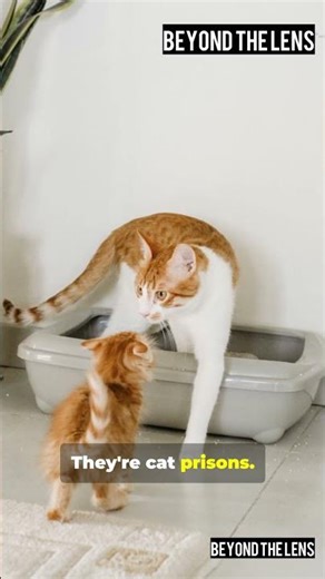 Stop Making These Cat Litter Box Mistakes (Most Owners Get It Wrong!)