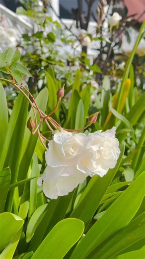 Once upon a Del Day... Captivated by the splendor of springtime in Coronado. 🌺 | Hotel del Coronado