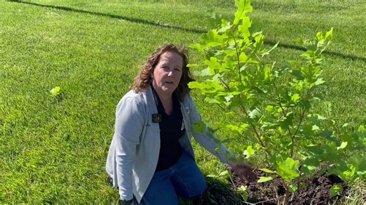 Habitat Hints: MDC's Yvette Amerman talks tree planting. When is the best time to plant, where to plant it, what type of tree, etc. Learn all that and more in this week's Habitat Hints! | Missouri Dept. of Conservation