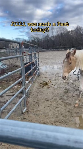 Groundwork gone wrong. They never fail to surprise me with new ways o... | Nature Amazing