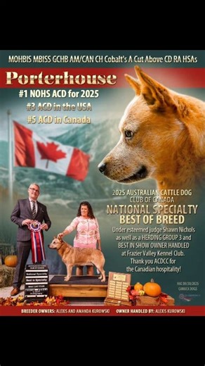 2.8K views · 34 reactions | PORTERHOUSE MOHBIS MBISS GCHB AM/CAN CH Cobalt's A Cut Above CD RA HSAs # 1 AUSTRALIAN CATTLE DOG NOHS 2025 2025 ACD CLUB OF CANADA NATIONAL SPECIALTY BOB # 3 ACD USA # 5 ACD CANADA MULTI BEST IN SPECIALTY MULTI BEST IN SHOW NOHS #ADF #AKC #CKC #NOHS #ACD #Australiancattledog #cattledog #redheelerlove #herdingdog | American Dog Fancier | Facebook
