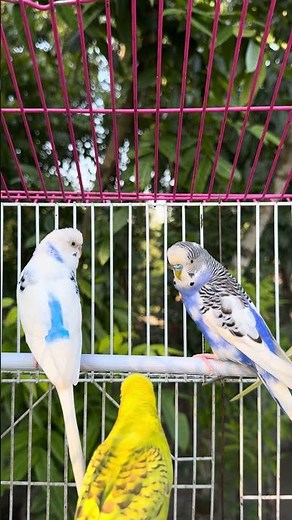 Budgie Best Friends Mango and Chutney Singing and Talking Sounds 270