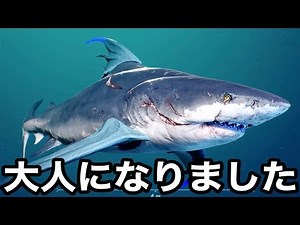 The face of an adult shark that grows by eating humans becomes scary. [Maneater]