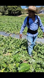 807K views · 8.5K reactions | Sabias que para cortar la sandia se tiene que llamar un profesional para esta labor en el campo #sandia #agricultura, parte 2 | Hunter Vlogs | Facebook