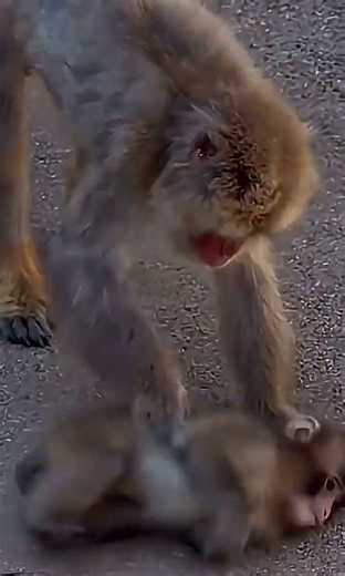 Mother Monkey Bonds with Her Young in Sweet Moment #punchthemonkey #japan #shortsfeed
