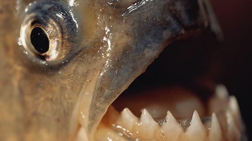 More than 40 swimmers suffer horrific injuries in mass piranha attack