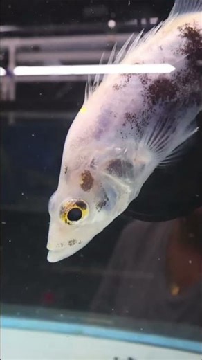 Rare Fish Found in China: Chinese Perch! #shorts