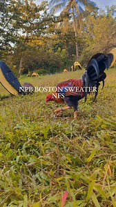 7K views · 509 reactions | Nenet Paguya on Reels | Facebook