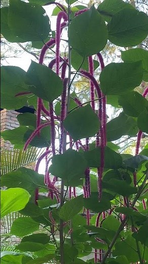 The Red Fuzzy Flower Plant 😍🌿