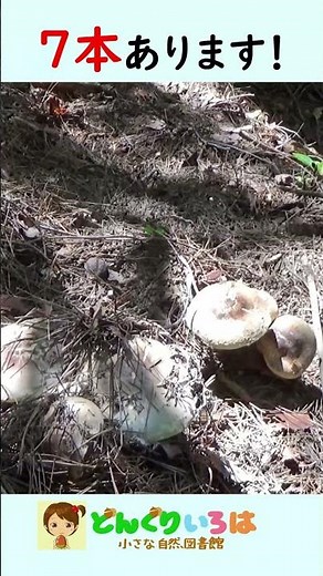 松茸、７本発見！【長野県・田舎暮らし】