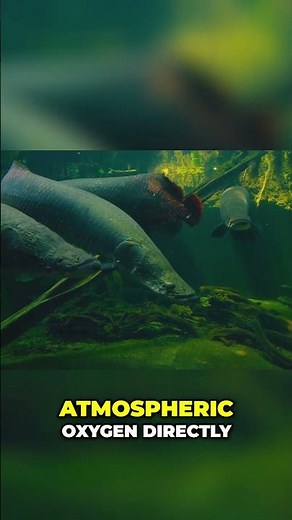 How Climbing Perch Evolved To Walk On Land