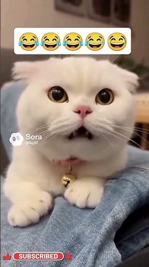 This Cat’s Reaction Is Hilarious 😂 | Funniest Angry Cat Meme Ever!