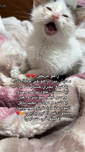 Caring for Your Sick Cat: Important Steps to Take