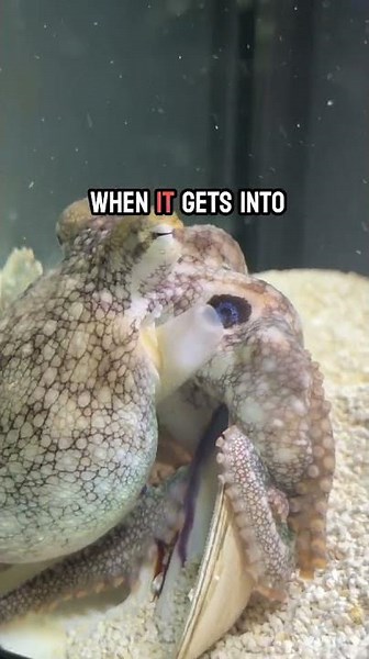 Feeding my octopus and some siphon information!￼