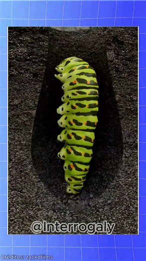 Uma mariposa consegue se lembrar de sua vida como lagarta?😱#curiosidades #curiosidade #vocesabia