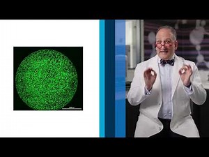 How to Quantify Viral Titers with Fluorescent Plaque Assays (96-Well Format)