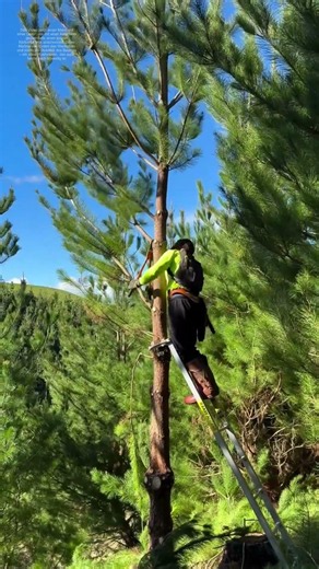 Removing Branches: How Targeted Pruning Gives a Tree New Strength