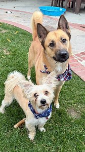 ADOPT HONEY & GUCCI! 🐶🐶✨ The perfect duo is waiting for you! If you’ve been dreaming of adding not just one, but TWO loving, snuggly, and playful pups to your home, Honey and Gucci are your match. These best friends adore each other, and they’ll adore YOU even more. ❤️ Recently rescued from a heartbreaking cruelty case, this bonded pair is finally safe with BFP and ready for a fresh start. They’re searching for a foster or forever family who will take them in, together ❤️🐾 🍯 Honey (46 lbs) i