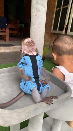 11K views · 208 reactions | #Poormonkey | Animal Home | Facebook