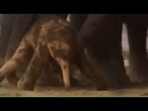 Baby Elephant Needs New Family | BBC Studios