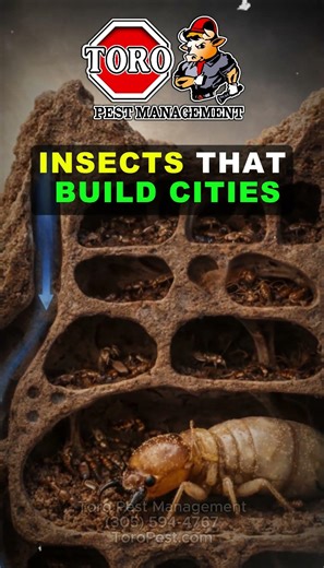 The Termite That Builds Cities Taller Than Humans 🐜🏙️ #insects #science #bugfacts #naturefacts