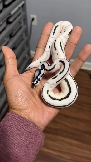 Ozzy Boids LLC on Instagram: "The Super OD Desert Ghost VPI Axanthic Pied just shed and I’m just blown away! Go to our website and sign up for our newsletter to receive detailed hatchling updates and first dibs on some killer stock! Website link in our Bio! #shutupandbreed #ozzyboids #orangedream #orangedreamballpython #ballpython #boa #snake #constrictor #snakesofig #reptiles #boaconstrictor #royalpython #snakebreeder #pythonsofig #reptilelove #reptilefanatics #ballpythons #ballpythonsofinstagr