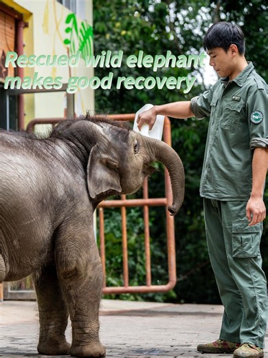 72K views · 306 reactions | The Xishuangbanna Asian #Elephant Rescuing and Breeding Center is the only research base in China focused on the rescue, care and breeding of Asian elephants. Let's delve into the healing stories unfolding at this base. #wildlife | China Daily | Facebook